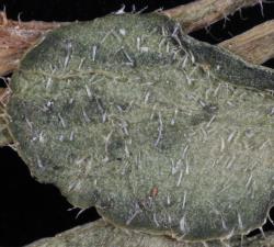 Cardamine depressa subsp. stellata. Leaf hairs.
 Image: P.B. Heenan © Landcare Research 2019 CC BY 3.0 NZ